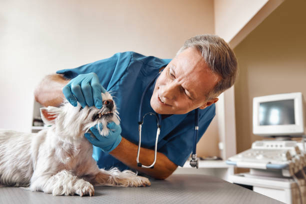 Best Emergency Gum Treatment in Novato, CA
